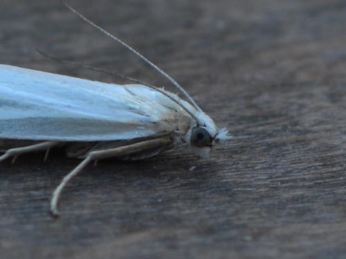 Réf. 345 006 : Crambus perlella